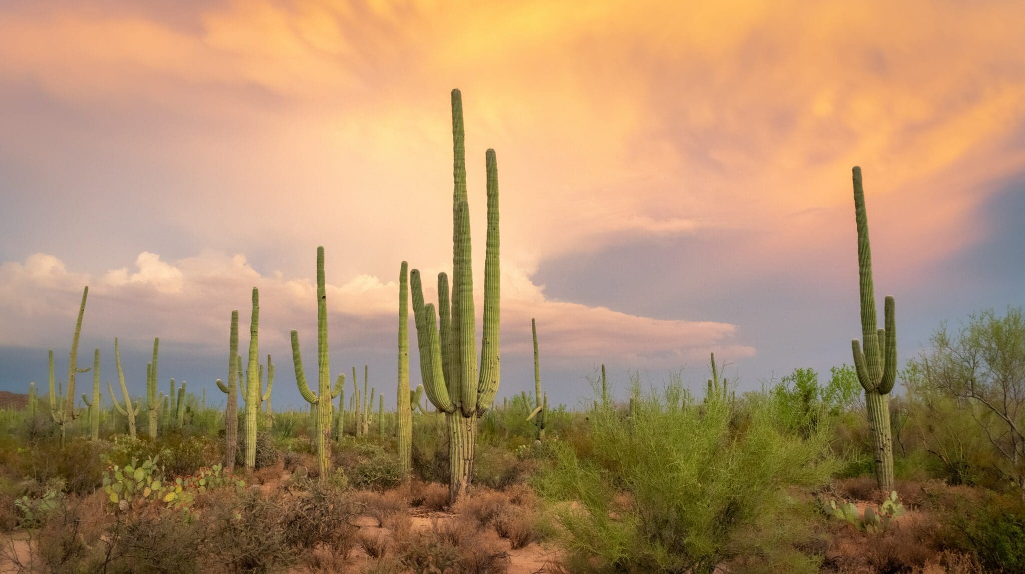Exploring the Sonoran Desert: A Guide to Sand-Buggy Tours and Other Outdoor Adventures