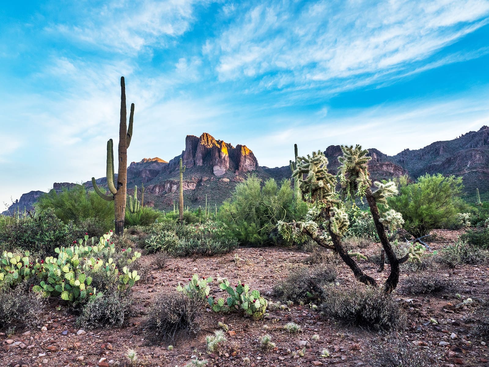 Discover the Sonoran Desert with Desert Dog Offroad Tours: A Guide for Groups
