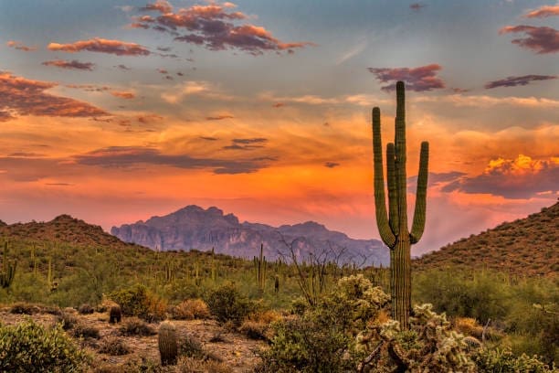 8,600+ Saguaro Sunset Stock Photos, Pictures & Royalty-Free Images ...